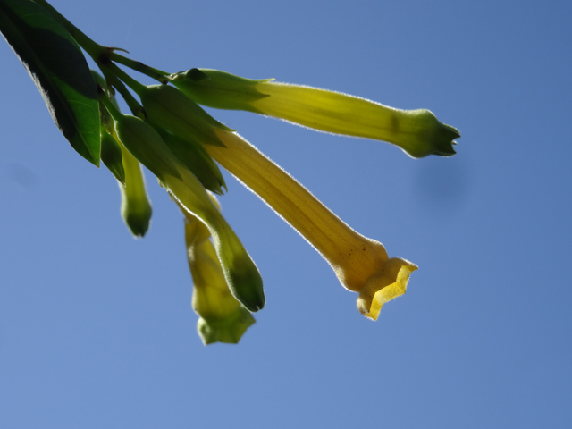 Imagine atasata: monthly_12_2015/post-27-14491266467747.jpg