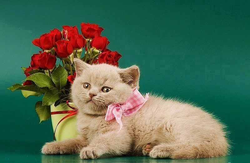 Imagine atasata: monthly_12_2015/post-88-1450081067578.jpg